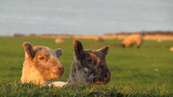 SX21923 Two lambs in morning sun.jpg